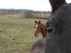 Mikey photobombing an attempted portrait of the chestnut horse